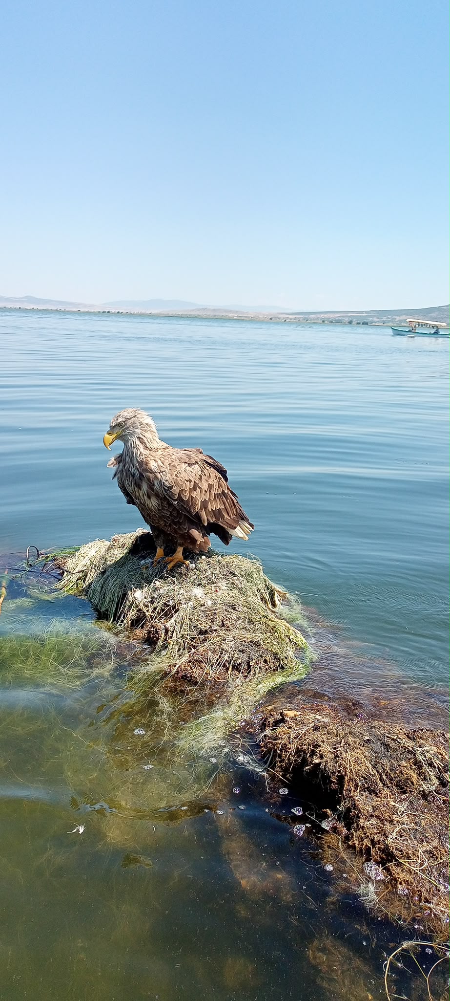 Işıklı Gölü su üzerinde ördek sürüsü kuş gözlem