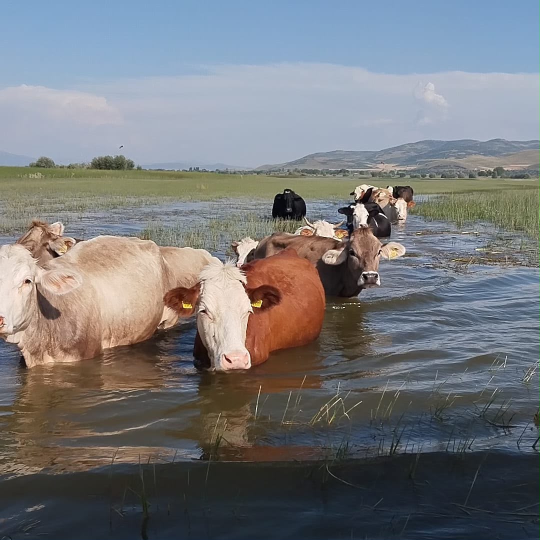 Işıklı Gölü tur manzarası nilüfer gezisi