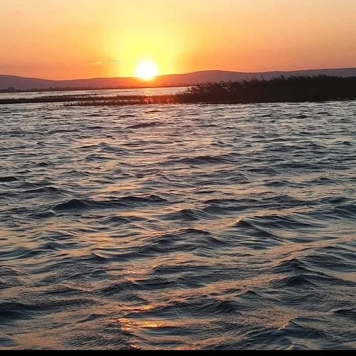 Işıklı Gölü kıyıda beslenen su kuşları